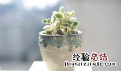 多肉植物怎么养才漂亮视频 多肉植物怎么养才漂亮