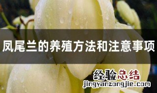 凤尾花养护方法 凤尾兰的养殖方法和注意事项