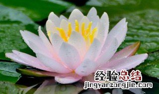 莲花怎么养 金旱莲花怎么养