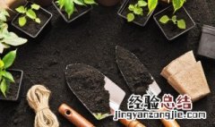 菊苣怎么种植视频 菊苣怎么种