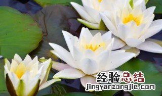 睡莲鲜花养家里好吗 睡莲鲜花怎么养