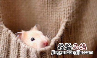 怎么养仓鼠才会亲近你 怎么养仓鼠才亲近你