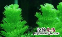 绿菊水草怎么养注意什么 绿菊水草怎么养