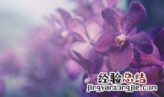 松树皮怎么发酵养兰花 发酵的松树皮可以直接种兰花吗