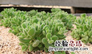 熊童子怎么养的 熊童子怎么养出红爪子