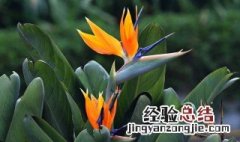 天堂鸟绿植怎么养 天堂鸟绿植怎么养施什么肥