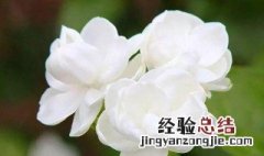 茉莉寓意 小名茉莉寓意