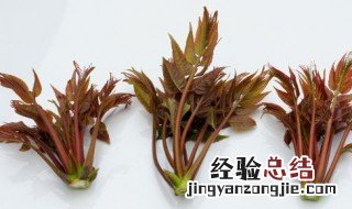 如何保鲜香椿芽 怎么保鲜香椿芽