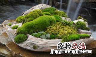 苔藓怎么养 怎样养好苔藓