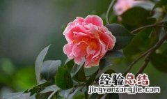 山茶花繁殖方法 山茶花繁殖的 3 种常用方法