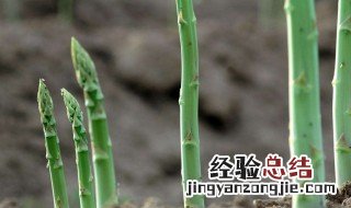 怎么种植芦笋 怎么种植芦笋视频