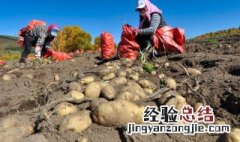 土豆怎样种植方法如下 土豆怎样种植