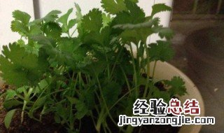 冬天香菜种植方法 冬天怎么种香菜