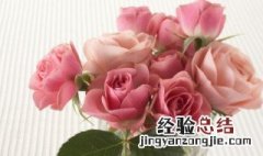 南阳市花是什么 南阳市花是啥