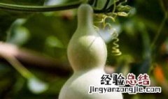 葫芦培育方法 怎么培育