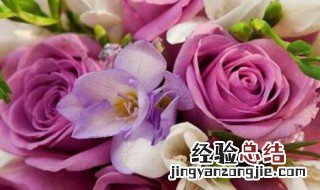 克拉玛依市花是什么 克拉玛依市花是啥