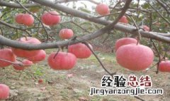 众成一号苹果苗哪里有 众成一号苹果树苗在栖霞什么地方