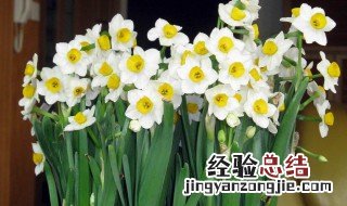 水仙花开完花以后怎么处理 水仙花开完花以后怎么处理水养