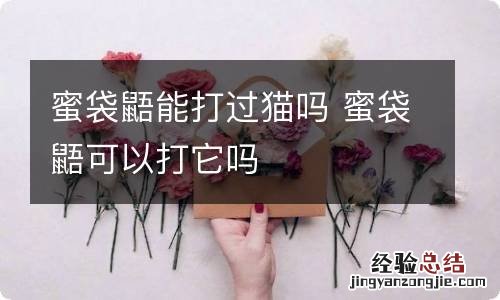 蜜袋鼯能打过猫吗 蜜袋鼯可以打它吗