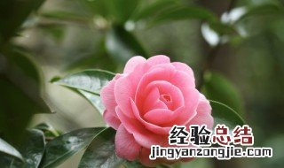 贵港市花是什么 什么花是贵港市花