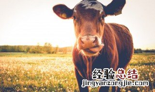 山清水秀是什么生肖 山清水秀是什么生肖,解?