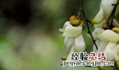 清远市花是什么 形状奇特的花朵