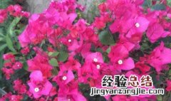 海口市花是什么 什么是海口市花