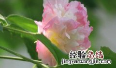 成都市花是什么 成都市花介绍