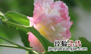 成都市花是什么 成都市花介绍