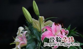 百合花不能乱送 百合花不能乱送的原因