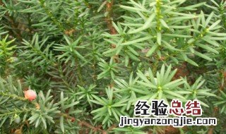 红豆杉的药用功效和使用方法 关于红豆杉的药用功效和使用方法