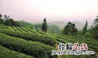 茶叶的产地在哪个省 茶叶的产地