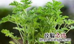 驱蚊草修枝方法 驱蚊草怎么修剪