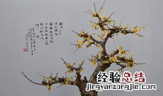 盆栽腊梅怎么养 盆栽腊梅怎么养殖