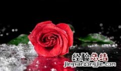 干花怎么打理卫生 干花怎么打理