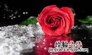 玫瑰花十九朵什么意思 玫瑰花十九朵的花语