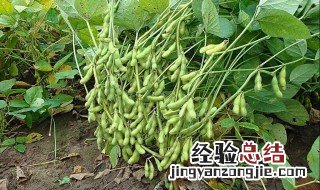 黄豆土培种植方法 黄豆土培种植步骤