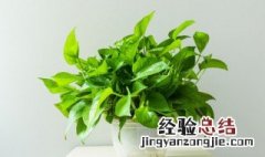 进门玄关摆什么植物好 进门玄关摆什么植物好看