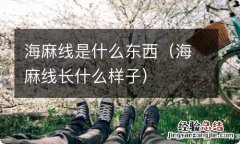 海麻线长什么样子 海麻线是什么东西