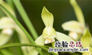 兰花怎么养才能开花 需要怎么浇水呢