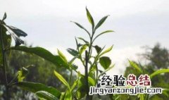 土山茶的功效与作用 喝土山茶的功效与作用