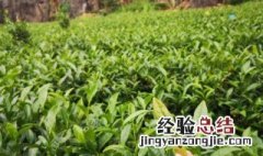 甘道芯缓释茶的功效与作用 甘道芯茶的功效