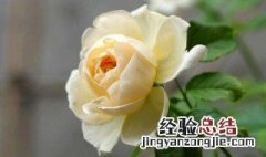 黄色月季花寓意 月季花寓意