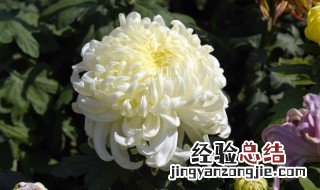 送人菊花寓意是什么意思 送人菊花寓意是什么