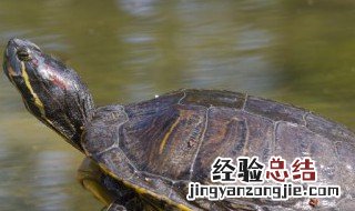 剃刀龟怎么养更黄更漂亮 剃刀龟怎么养