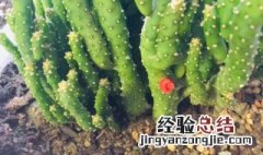 招财手植物养护要点 招财手植物怎么养