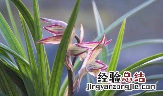 兰花风水摆放禁忌 不能放在什么地方呢