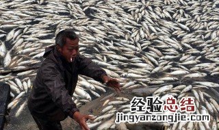 鱼塘加温正确方法 鱼塘加温好方法