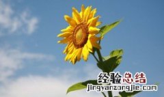 太阳花的耐寒方法 太阳花如何过冬