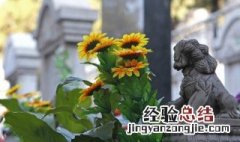 坟地周围适合栽什么树呢 坟地周围适合栽什么树